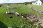 PICTURES/The Burren - Coherconnel Fort & Sheepdog Demonstration/t_DSC04944.JPG